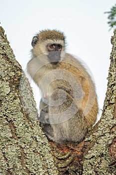 Vervet monkey sits in fork of tree