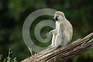 Vervet monkey sits on log in profile