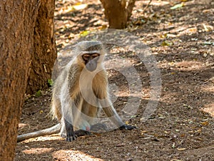 Vervet monkey sits in the shade in the Kruger National Park in South Africa