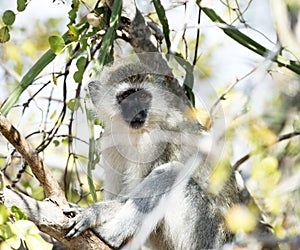 Vervet monkey, sitting on branch with arms folded