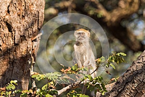 Vervet Monkey sitting high up in tree eye contact