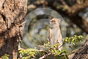 Vervet Monkey sitting high up in tree profile