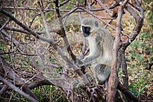 A Vervet Monkey sitting on a piece of deadwood. Ruaha National Park, Tanzania