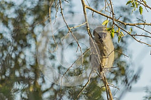 Vervet monkey sitting in a tree