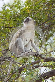 Vervet monkey sitting in a tree