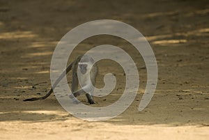 Vervet monkey in St.Lucia