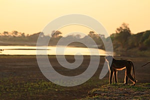 Vervet monkey at sunrise Zambia