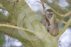 Vervet Monkey in a tree photo