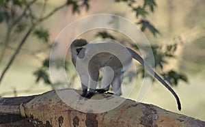 Vervet Monkey on a tree bark at Lake Naivasha