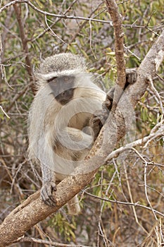 Vervet monkey on tree branch