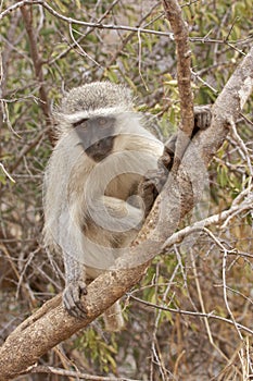 Vervet monkey on tree branch photo
