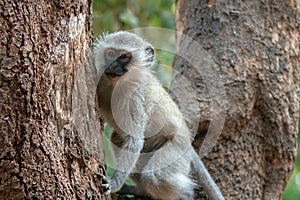 Vervet monkey in tree in Krueger National Park in South Africa