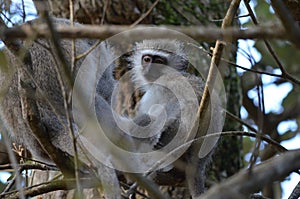 Vervet Monkey