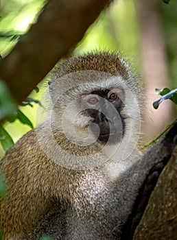 Vervet Monkey on the tree in Masai Mara