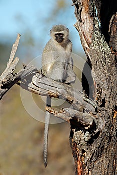 Vervet monkey in a tree photo