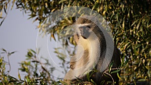 Vervet monkey in a tree at Waterberg National Park