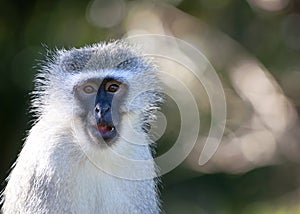 Vervet Monkey, up close, blurred background