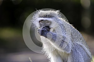 Vervet Monkey, up close, blurred background