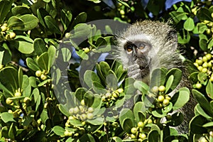 Vervet Monkey, up close, in a tree background