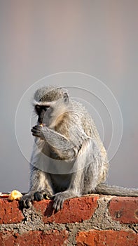 Vervet monkey on a wall