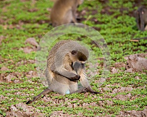 Vervet monkey at a water hole