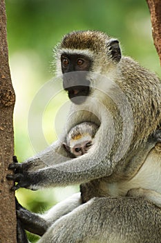 Vervet monkey with a young photo