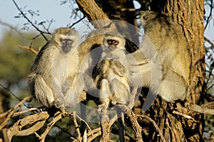 Vervet monkeys photo