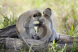 Vervet Monkeys, Chlorocebus pygerythrus