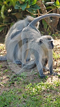 Vervet monkeys grooming each other