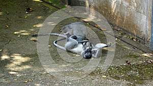 Vervet monkeys grooming each other