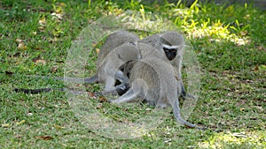 Vervet monkeys grooming each other