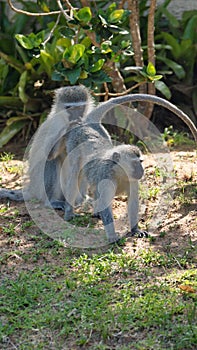 Vervet monkeys grooming each other