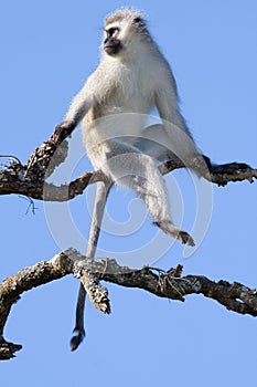 A Vervet Monkeys keeps lookout while the troop feeds