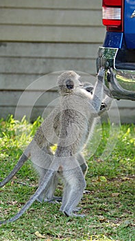 Vervet monkeys looking at their reflection