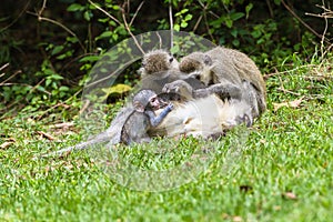 Vervet Monkeys Mother Baby