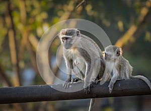 Vervet monkeys, mother and baby, sitting on a pole fence and looking cute