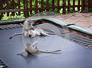 Vervet monkeys playing on a trampoline