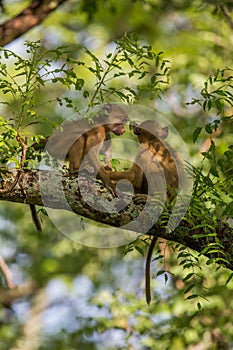 Vervet monkeys playing the trees photo