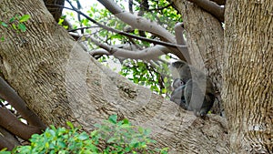 Vervet monkeys in South Africa