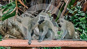 Vervet monkeys in South Africa