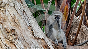 Vervet monkeys in South Africa