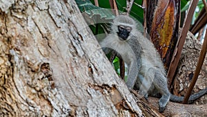 Vervet monkeys in South Africa