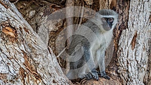Vervet monkeys in South Africa