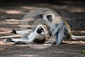 The vervet monkeys, Tsavo West, Kenya, Africa. photo