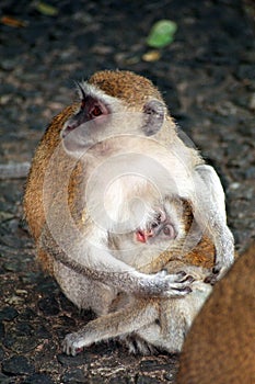 Vervet monkeys, Victoria Falls National Park, Zimbabwe