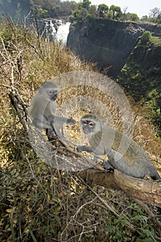 Vervet Monkeys, Victoria Falls, Zimbabwe photo