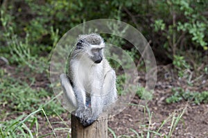 Vervet Thief photo