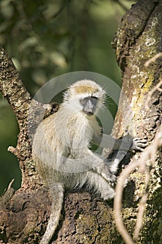 Vervit Monkey sitting in tree outside of Lewa Wildlife Conservancy, North Kenya, Africa