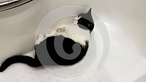 Very active home cat having fun in the bath. Full of twists and turns