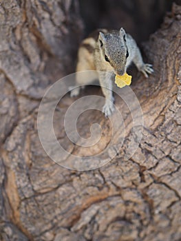 A very alert squirrel with a piece of cereal